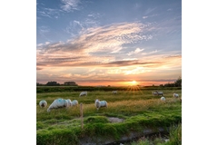 Image Sheeps.